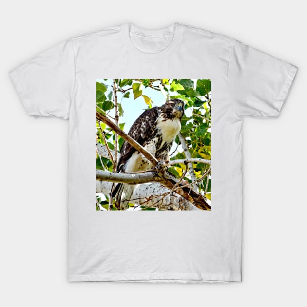 Red Tailed Hawk T-Shirt by Scubagirlamy